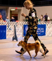 Dogshow 2023-10-21 NSCA and Rapid City--111140-3