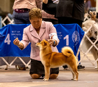 Dogshow 2023-10-21 NSCA and Rapid City--111324