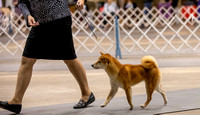 Dogshow 2023-10-21 NSCA and Rapid City--113017-3