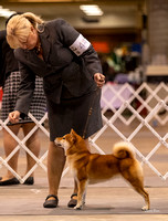 Dogshow 2023-10-21 NSCA and Rapid City--113340