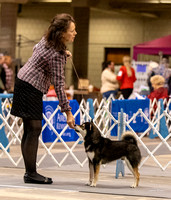 Dogshow 2023-10-21 NSCA and Rapid City--105949