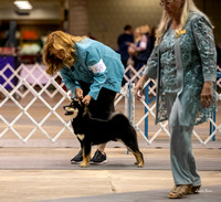 Dogshow 2023-10-21 NSCA and Rapid City--110006