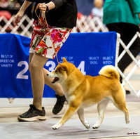 Dogshow 2023-10-21 NSCA and Rapid City--095147-4