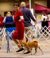 Dogshow 2023-10-21 NSCA and Rapid City--100108-2