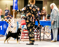 Dogshow 2023-10-21 NSCA and Rapid City--142745 copy