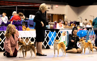 Dogshow 2023-10-22 NSCA and Rapid City--091605