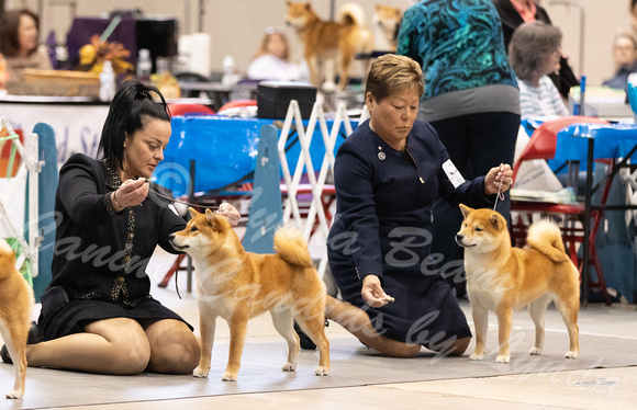 Dogshow 2023-10-22 NSCA and Rapid City--091608