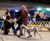 Dogshow 2023-10-21 NSCA and Rapid City--153431-2