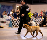Dogshow 2023-10-21 NSCA and Rapid City--153613-5