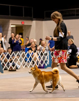 Dogshow 2023-10-21 NSCA and Rapid City--153717-2