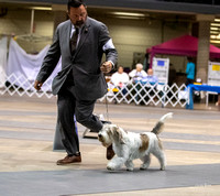 Dogshow 2023-10-20 Rapid City SD Day 1--164219-2