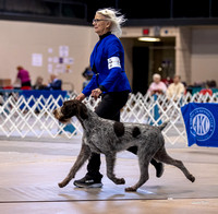 20231020 German Wirehaired Pointers