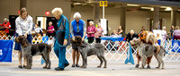 Dogshow 2023-10-20 Rapid City SD Day 1--105103
