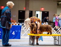 Dogshow 2023-10-20 Rapid City SD Day 1--113002