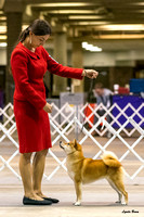 Dogshow 2023-10-21 NSCA and Rapid City--092347 copy