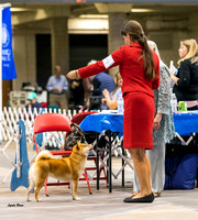 Dogshow 2023-10-21 NSCA and Rapid City--143104 copy