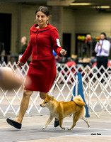 Dogshow 2023-10-21 NSCA and Rapid City--143537 copy