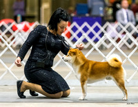 Dogshow 2023-10-21 NSCA and Rapid City--133043 copy