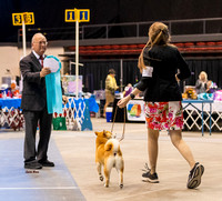 Dogshow 2023-10-21 NSCA and Rapid City--165238 copy