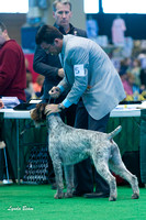 German Wirehaired Pointers - Feb 25 2012 International KC of Chi