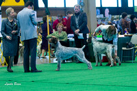 German Wirehaired Pointers - Feb 25 2012 International KC of Chi