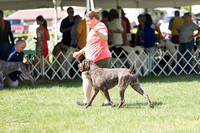 20160814 Pointers (German Shorthaired)