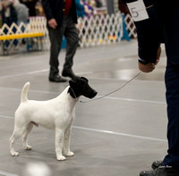 20200125 Fox Terrier (Smooth)