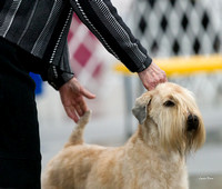 20200125 Soft Coated Wheaten Terriers