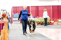 20161029 Veteran Dogs - 7 years and under 9 years