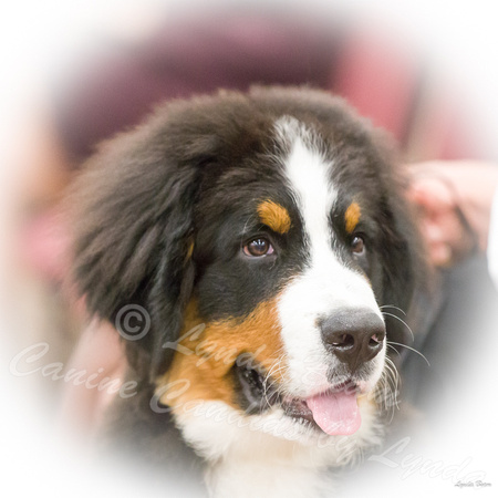 Dogshow 2016-10-29 Bernese--084637