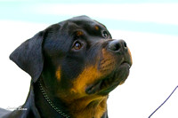 #24 Rottweilers Best of Breed Jan 14 2012 Winnegamie Dog Club