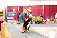 20161030 Bred-by-Exhibitor Dogs