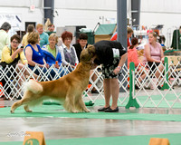 20140613 Sporting Group & Breeds