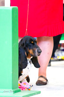 Basset Hounds Jan 14 2012 Winnegamie Dog Club