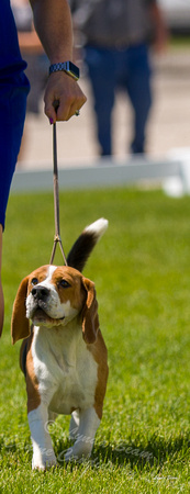 Dogshow 2022-06-17 Northeastern Illinois Kennel Club--133033-3