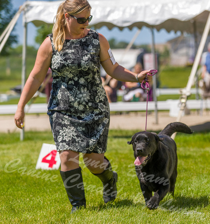 Dogshow 2022-06-17 Northeastern Illinois Kennel Club--134841-4