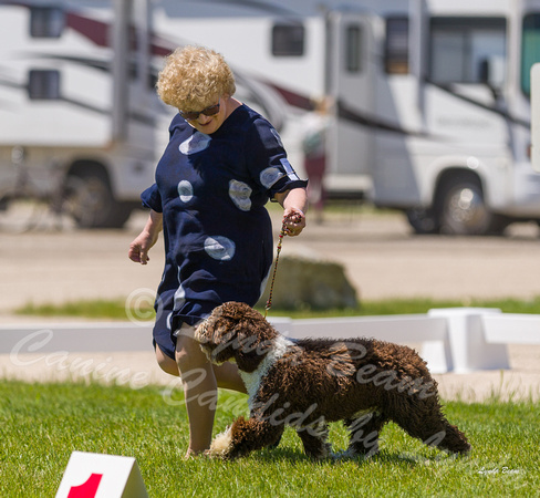 Dogshow 2022-06-17 Northeastern Illinois Kennel Club--131435-3