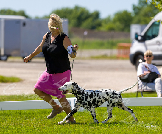 Dogshow 2022-06-17 Northeastern Illinois Kennel Club--140822-3