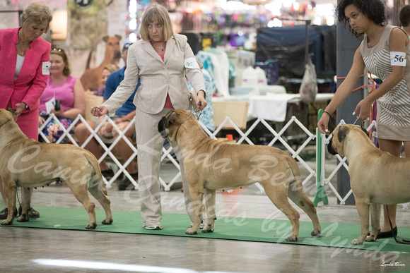 Dogshow 2016-06-18 Grayslake--111426