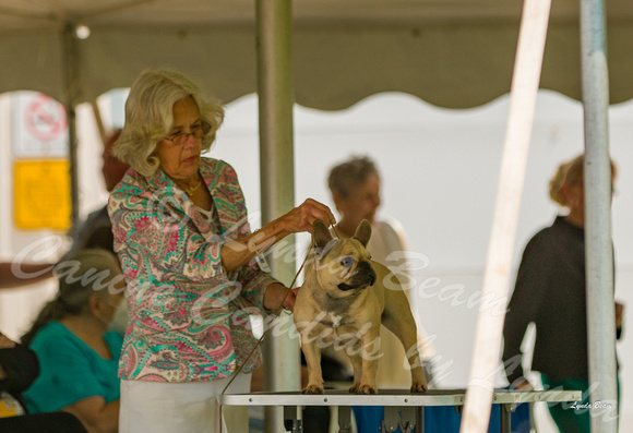 Dogshow 2022-06-19 Northeastern Illinois Kennel Club--122315