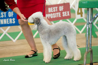 20111001 Bedlington Terrier