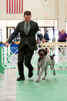20150122 German Wirehaired Pointers