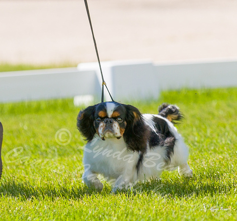 Dogshow 2022-06-17 Northeastern Illinois Kennel Club--142131-3