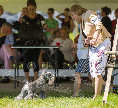 Dogshow 2022-06-17 Northeastern Illinois Kennel Club--143637