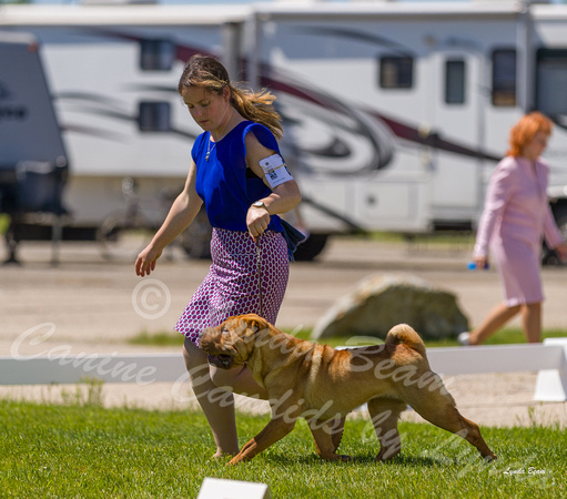 Dogshow 2022-06-17 Northeastern Illinois Kennel Club--140017