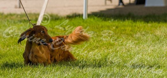Dogshow 2022-06-17 Northeastern Illinois Kennel Club--153102