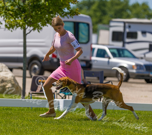Dogshow 2022-06-17 Northeastern Illinois Kennel Club--133322