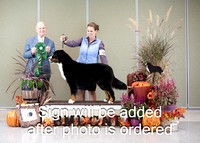 Dogshow 2024-10-26 BMDCNI Day 2--165432