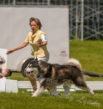 Dogshow 2022-06-19 Northeastern Illinois Kennel Club--132841-2