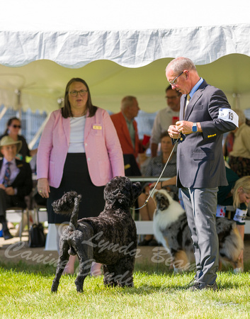Dogshow 2022-06-17 Northeastern Illinois Kennel Club--151519